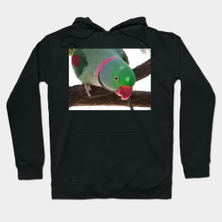 Rose-ringed Parakeet Hoodie